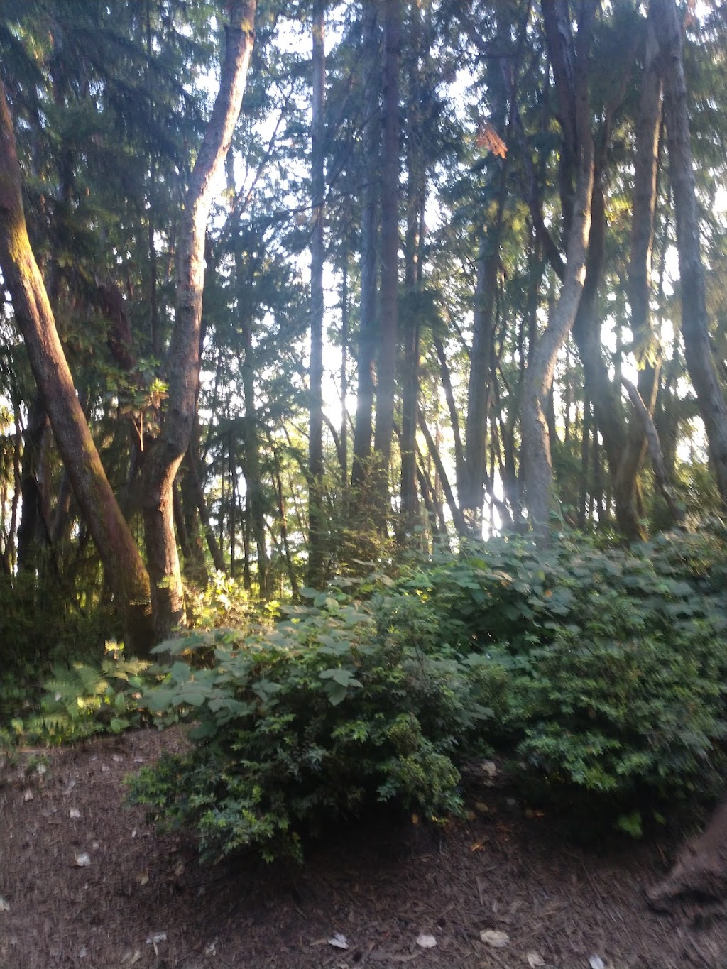 Point Defiance Dog Park | Five mile Rd, Tacoma, WA 98407, USA | Phone: (253) 305-1024