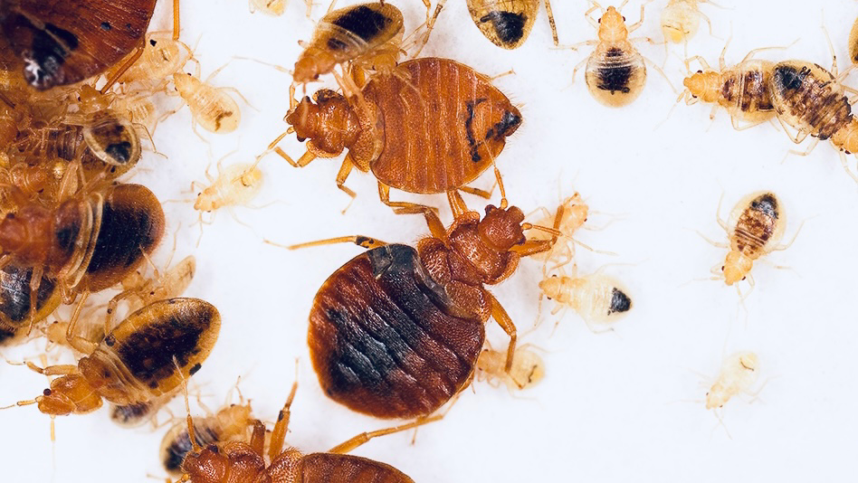 MAD BED BUGS | N3303 Co Rd J, Poynette, WI 53955, USA | Phone: (608) 408-3153