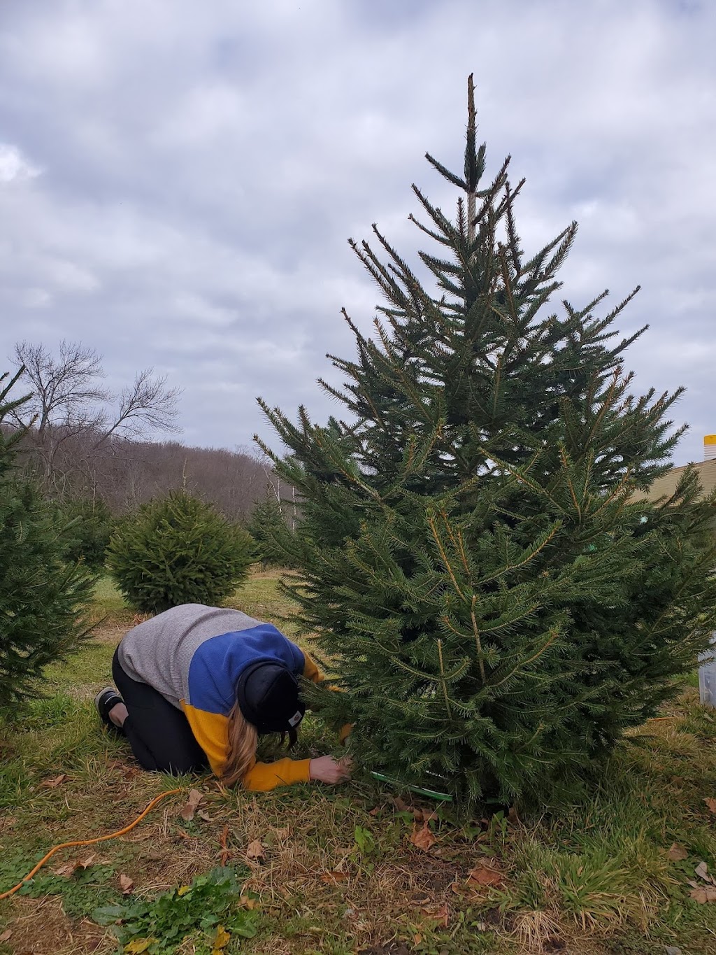 Timber Valley Tree Farm | 350 NJ-94 S, Newton, NJ 07860, USA | Phone: (973) 820-5366