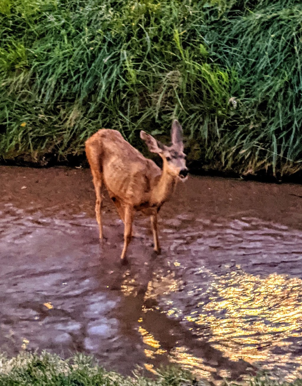 Green Willow Motel Cottages | 328 Manitou Ave, Manitou Springs, CO 80829, USA | Phone: (719) 685-1645