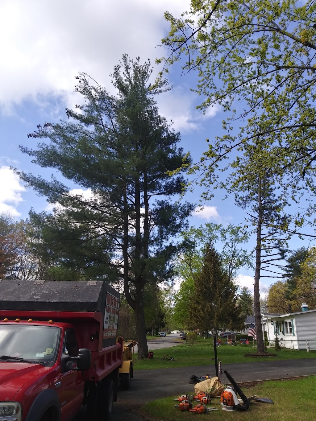 Best Tree Service | 781 Watervliet Shaker Rd, Latham, NY 12110, USA | Phone: (518) 374-5940