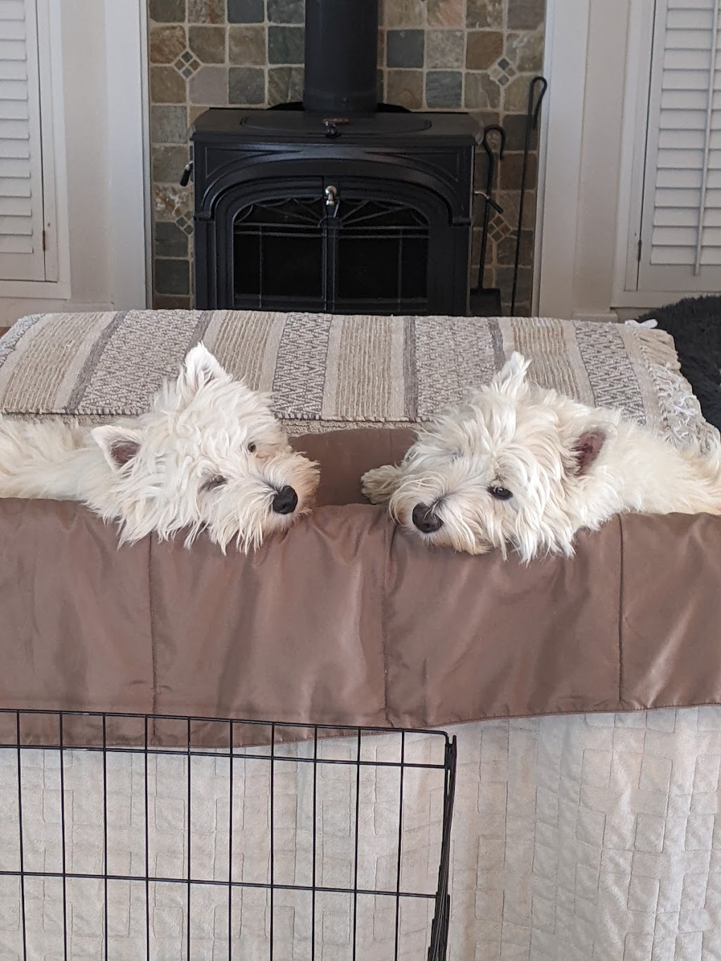 Eastern Shore Animal Hospital | 6421 Caratoke Hwy, Grandy, NC 27939, USA | Phone: (252) 453-8200