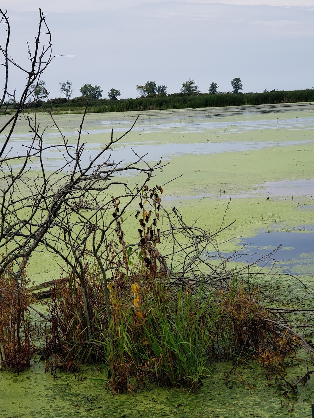 Mallard Club Marsh Wilderness Area | 8763 Cedar Point Rd, Curtice, OH 43412, USA | Phone: (800) 945-3543