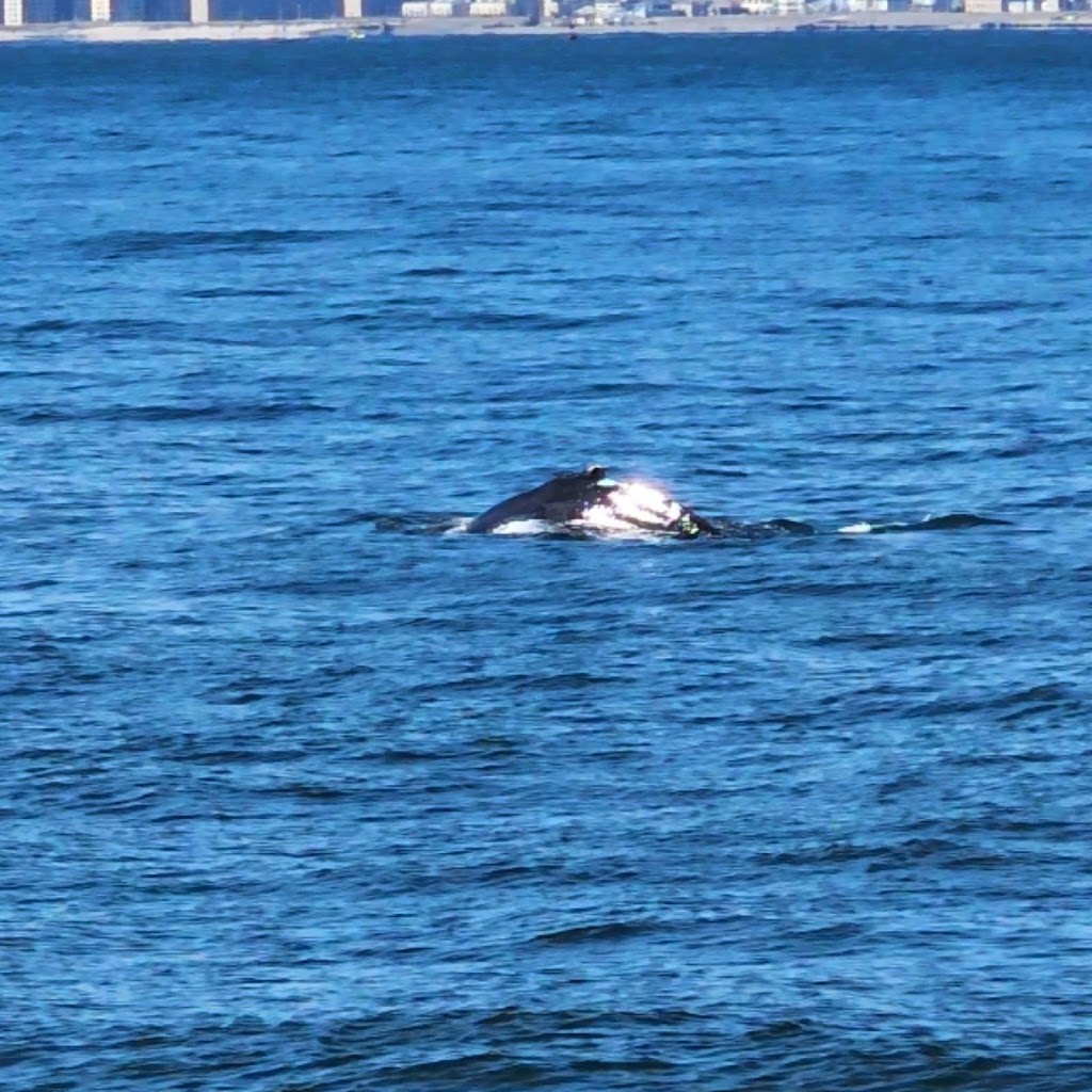 Long Island Whale and Seal Watching | 31 Woodcleft Ave, Freeport, NY 11520, USA | Phone: (516) 544-6698