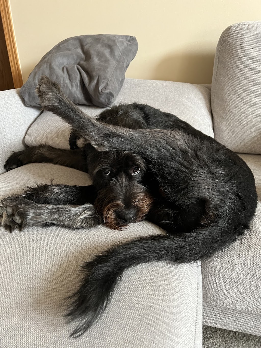 Comfort Care Veterinary Services | 41740 Michigan Ave, Canton Township, MI 48188, USA | Phone: (248) 429-9866