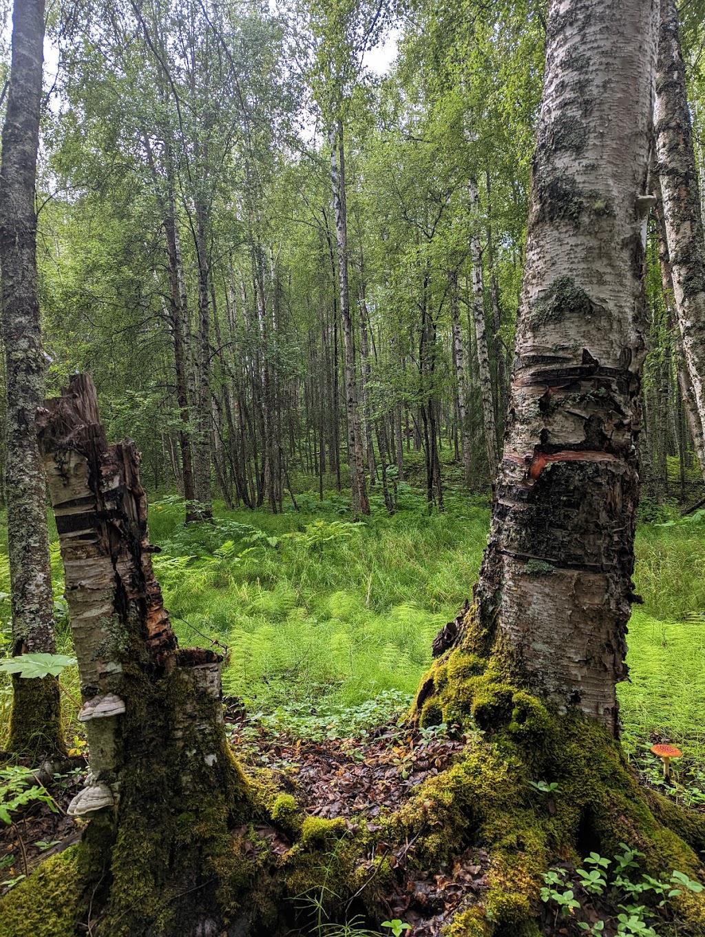 Nancy Lake State Recreation Area | Nancy Lake Pkwy, Willow, AK 99688, USA | Phone: (907) 745-3975