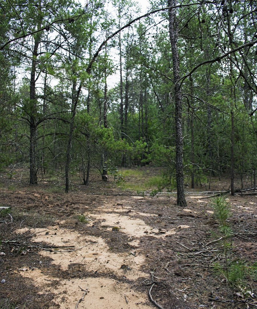 Arena Pines & Sand Barrens State Natural Area | Helena Rd, Arena, WI 53503, USA | Phone: (608) 266-0394