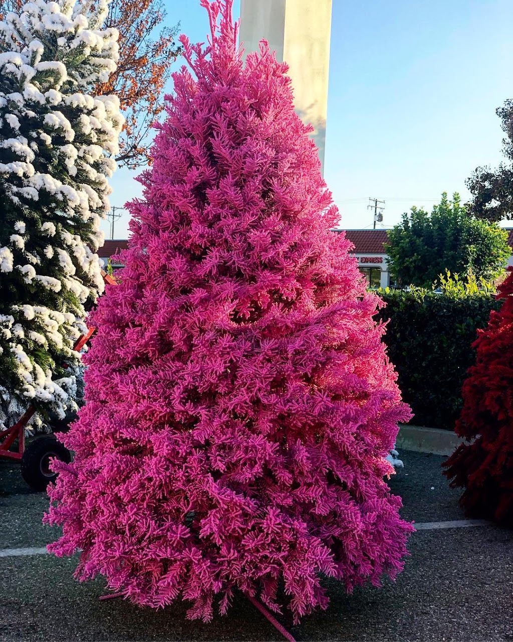 valley view christmas trees | 3165 E Guadalupe Rd, Gilbert, AZ 85234, USA | Phone: (480) 269-4864