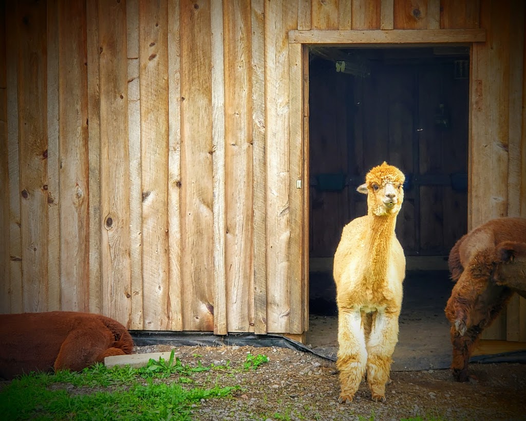 Thistle Creek Alpaca Farm | 1091 Ostrander Rd, East Aurora, NY 14052, USA | Phone: (716) 725-8238