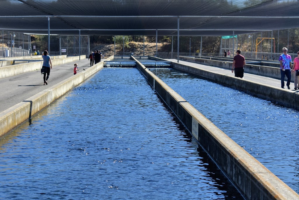 Nimbus Fish Hatchery | 2001 Nimbus Rd, Gold River, CA 95670, USA | Phone: (916) 358-2884