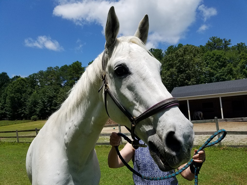 All For Cobalt In Home Pet Care | 4006 West Ct, Chesterfield, VA 23832, USA | Phone: (804) 638-8239