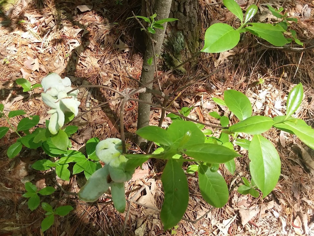 Flower Hill Nature Preserve | 9038 Flower Hill Rd, Middlesex, NC 27557, USA | Phone: (919) 833-3662