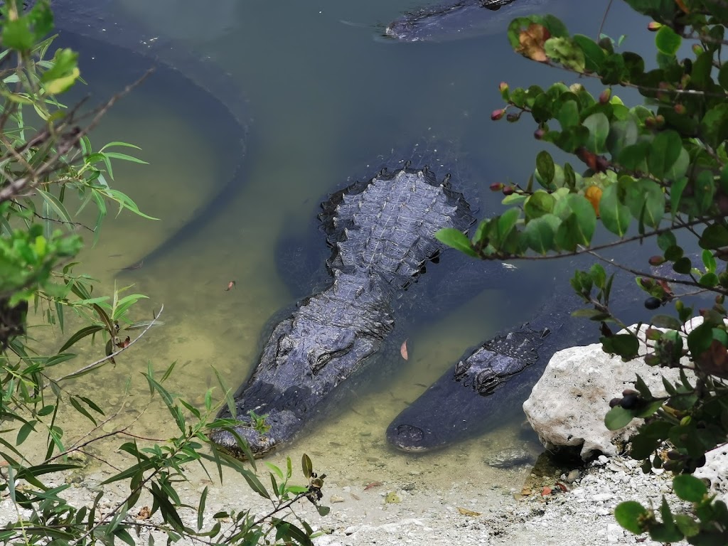 Everglades River of Grass Adventures | 52105 Tamiami Trail E, Ochopee, FL 34141, USA | Phone: (305) 788-2418