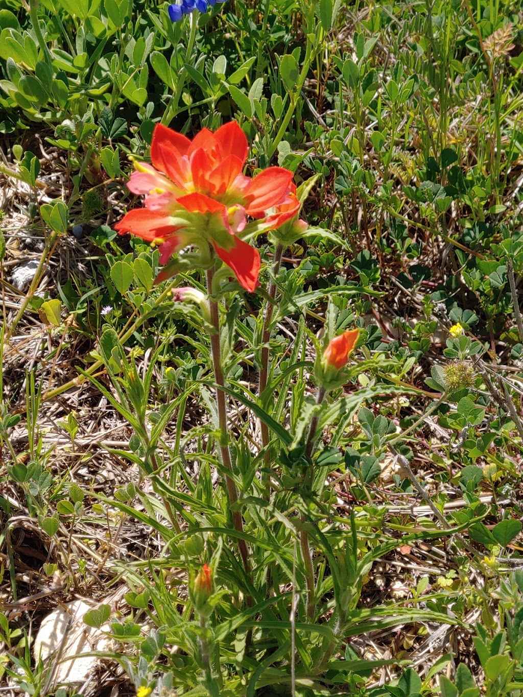 Meadow Nature Area | 1901 Laneview Dr, Ennis, TX 75119, USA | Phone: (972) 878-4748