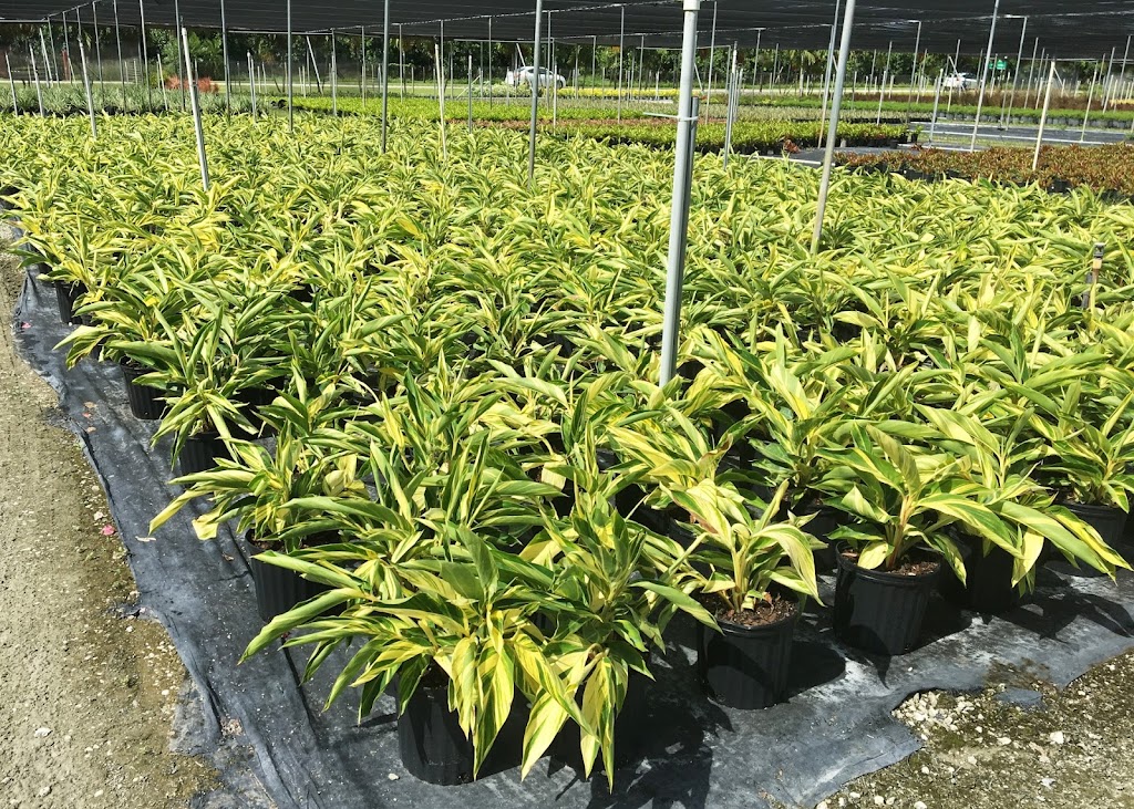 Eureka Farms Nursery | 16800 SW 184th St, Miami, FL 33187, USA | Phone: (305) 234-9588