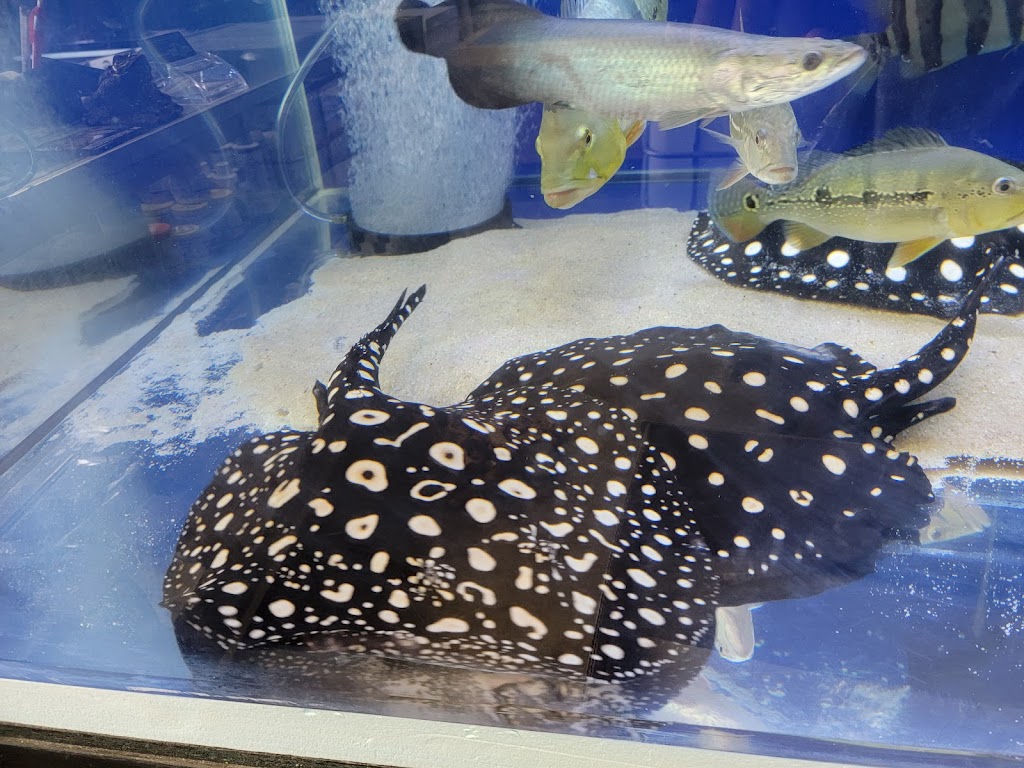 Rays Tank (Exotic Freshwater Fish Store) | 10667 Melody Dr Unit 15, Northglenn, CO 80234, USA | Phone: (720) 536-5119