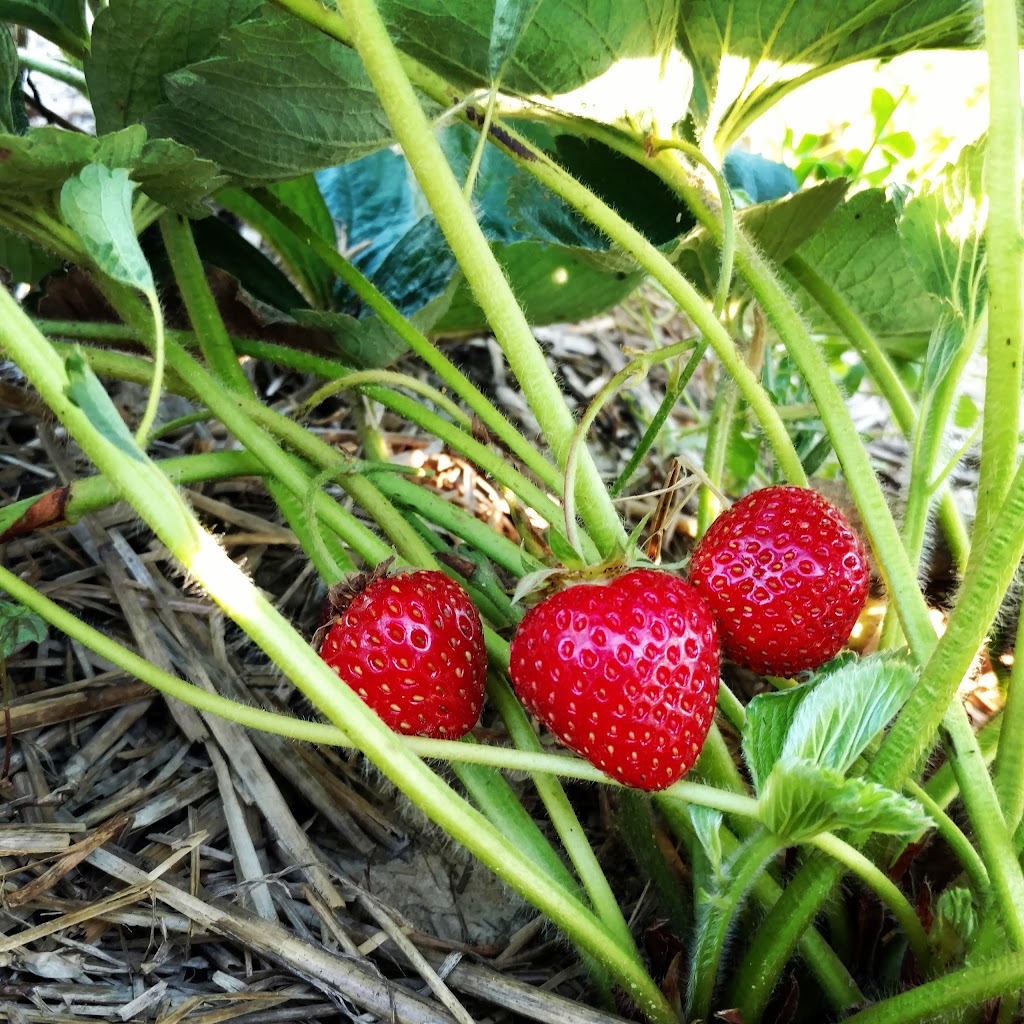 Gallmeyer Farms The Berry Patch | 3622 Darbytown Ct, Richmond, VA 23231, USA | Phone: (804) 795-9979