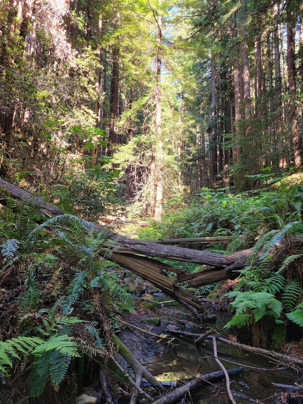 South Parking Lot | Purisima Creek Redwoods | Purisima Creek Trail, Redwood City, CA 94062, USA | Phone: (650) 691-1200