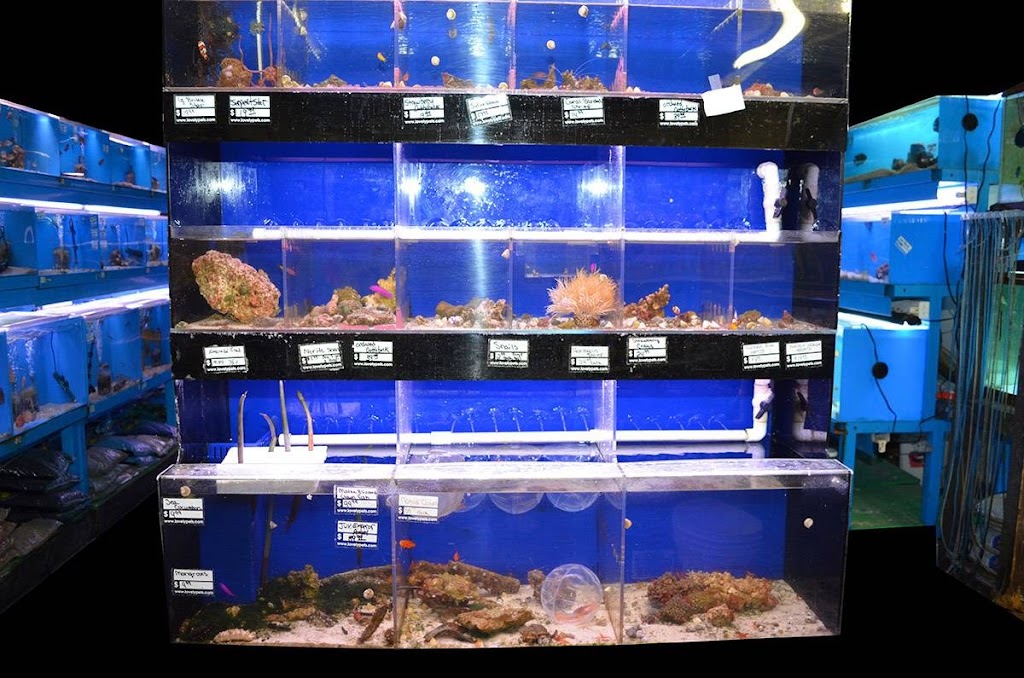 Lovely Pets Aquarium | 85 Summer St, Kingston, MA 02364 | Phone: (617) 786-1898