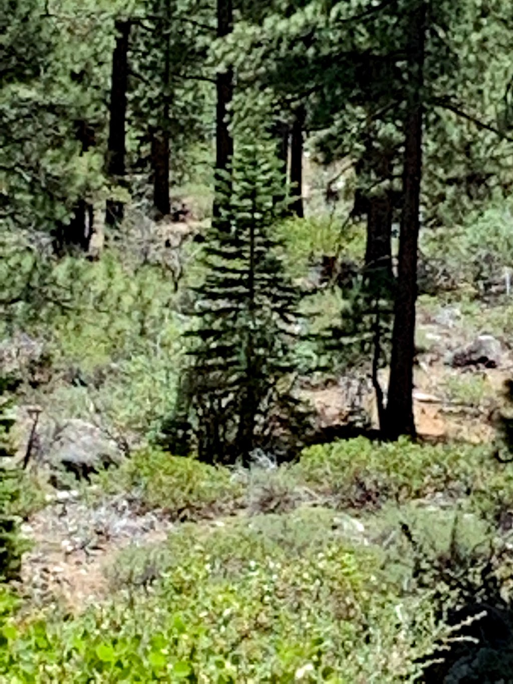 Galena Creek Recreation Area | Mt Rose Hwy, Reno, NV 89511, USA | Phone: (775) 964-2671