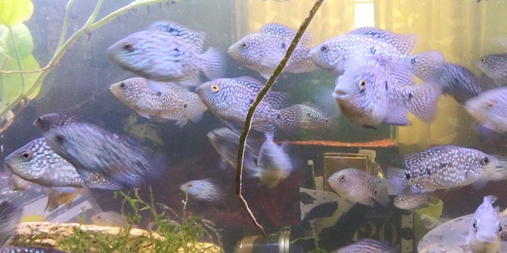 Florida Fish Rescue | 14350 NW 77th Ave, Trenton, FL 32693, USA | Phone: (727) 351-2734