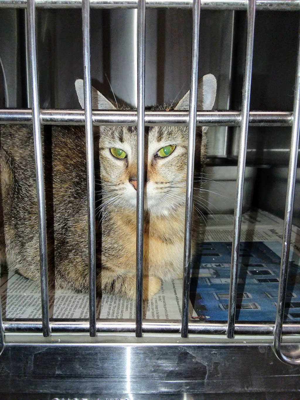 SPCA Serving Erie County | 300 Harlem Rd, West Seneca, NY 14224, USA | Phone: (716) 875-7360