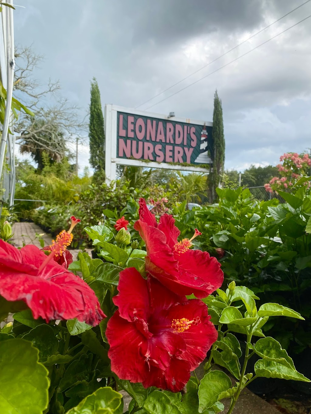 Leonardis Nursery Landscaping | 902 Anastasia Blvd, St. Augustine, FL 32080, USA | Phone: (904) 829-5909