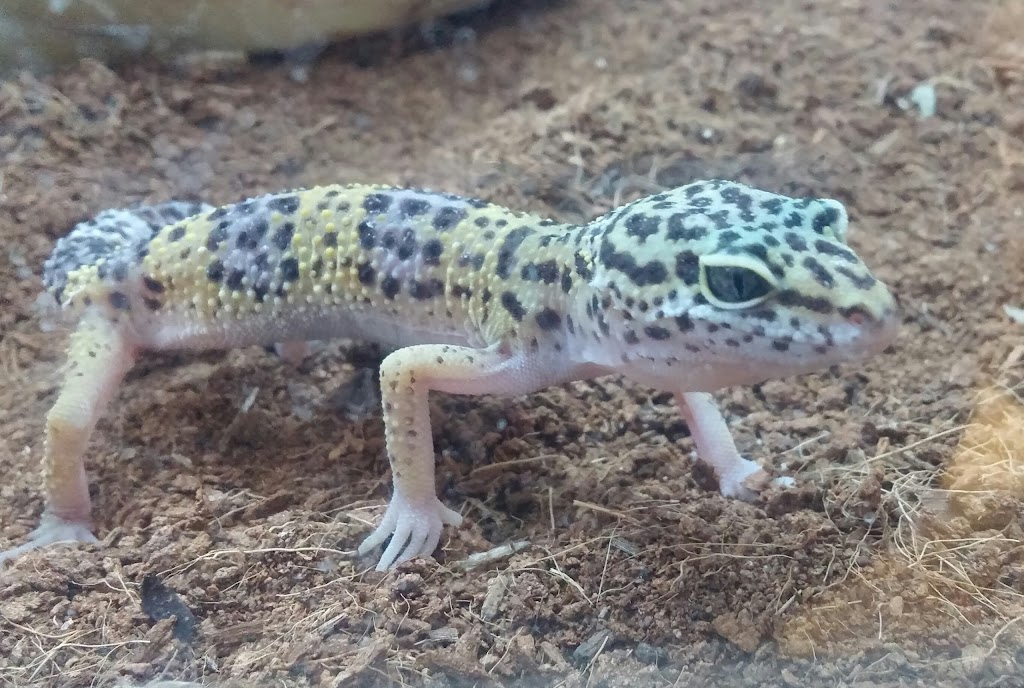 ACE OF HEARTS KENNEL AND GROOMING | 126 Atrisco Dr SW, Albuquerque, NM 87105, USA | Phone: (505) 831-3433