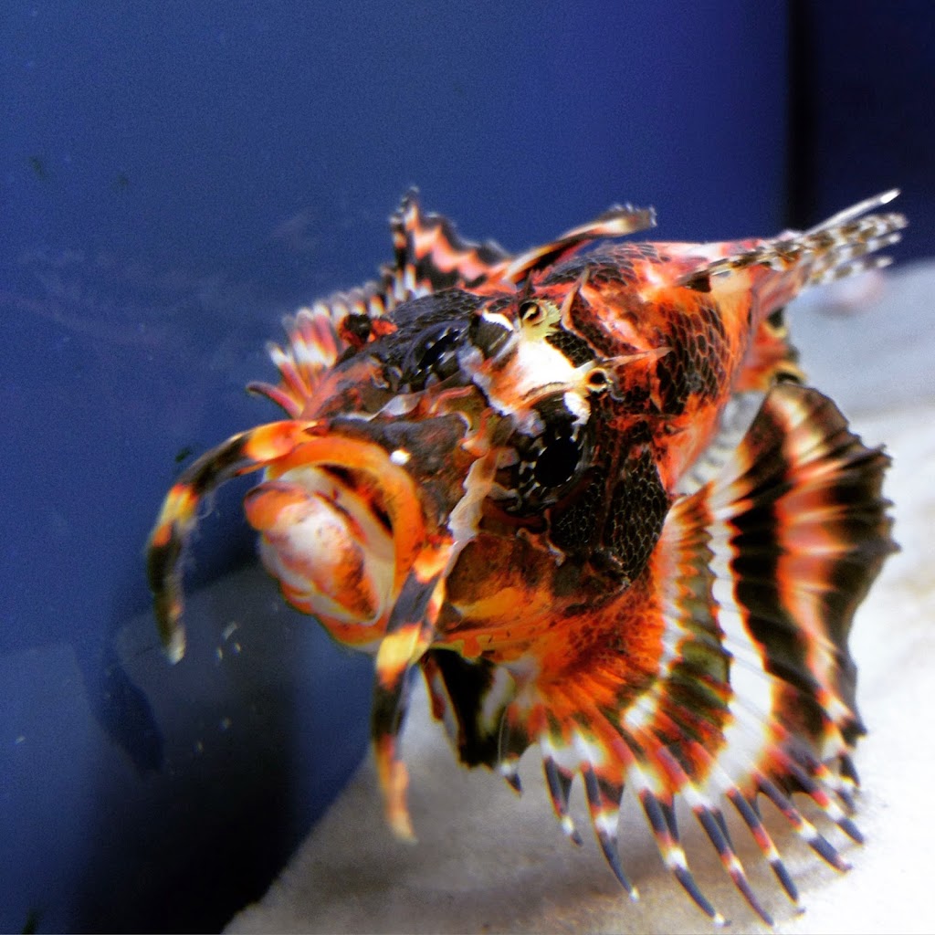 Off The Hook Marine Fish | 1200 GA-74, Peachtree City, GA 30269, USA | Phone: (678) 489-3063