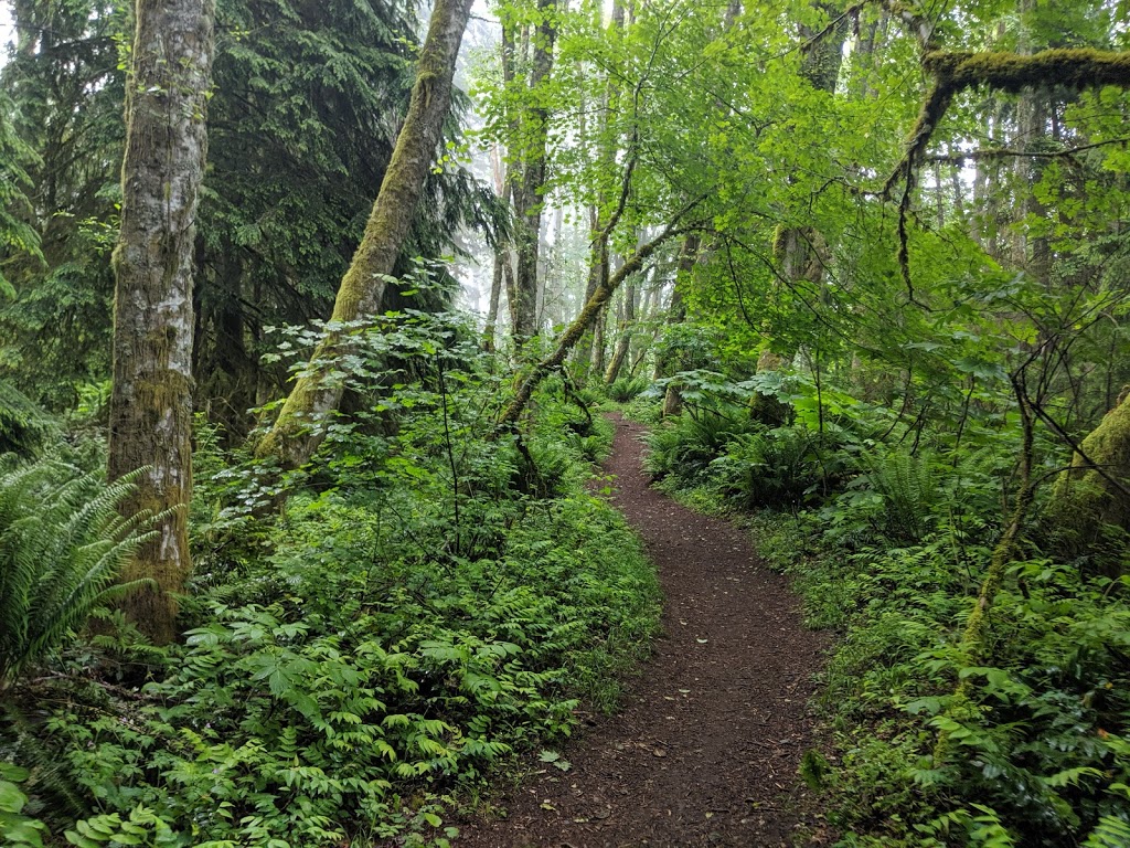 Squak Mountain State Park Natural Area | 201430 SE May Valley Rd, Issaquah, WA 98027, USA | Phone: (425) 455-7010