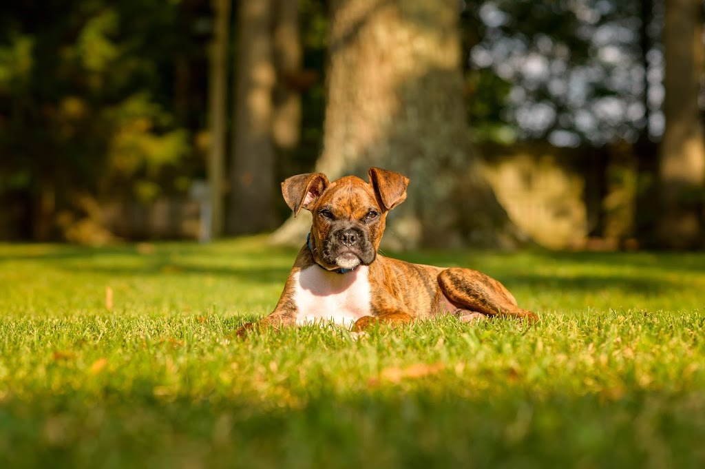 Denbigh Animal Hospital: Clanin Amanda DVM | 475 Denbigh Blvd, Newport News, VA 23608, USA | Phone: (757) 877-8339