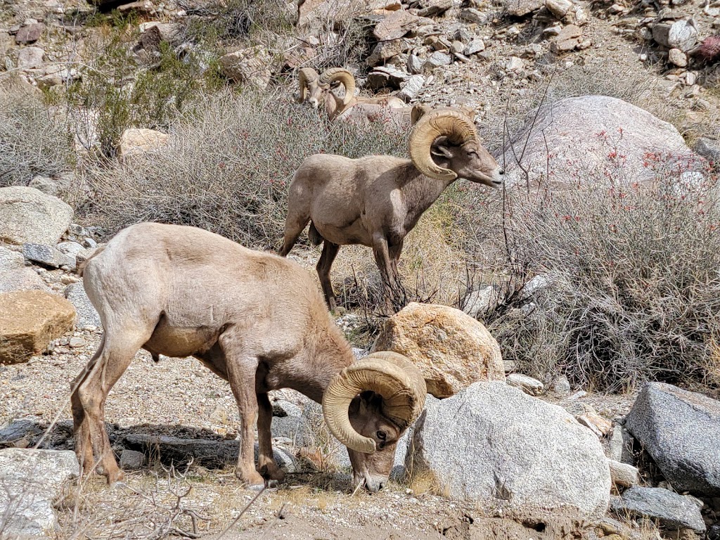 Anza Borrego State Park | Borrego Springs, CA 92004, USA | Phone: (760) 767-4205