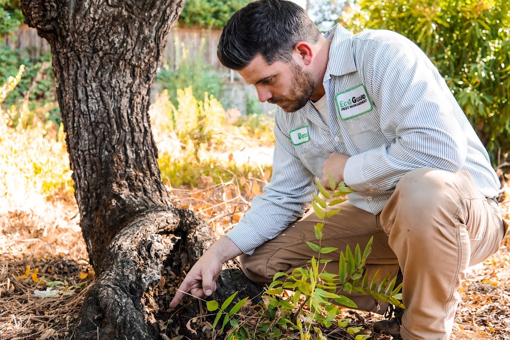 EcoGuard Pest Management | 5045 Robert J Mathews Pkwy Suite 200, El Dorado Hills, CA 95762, USA | Phone: (866) 326-2847