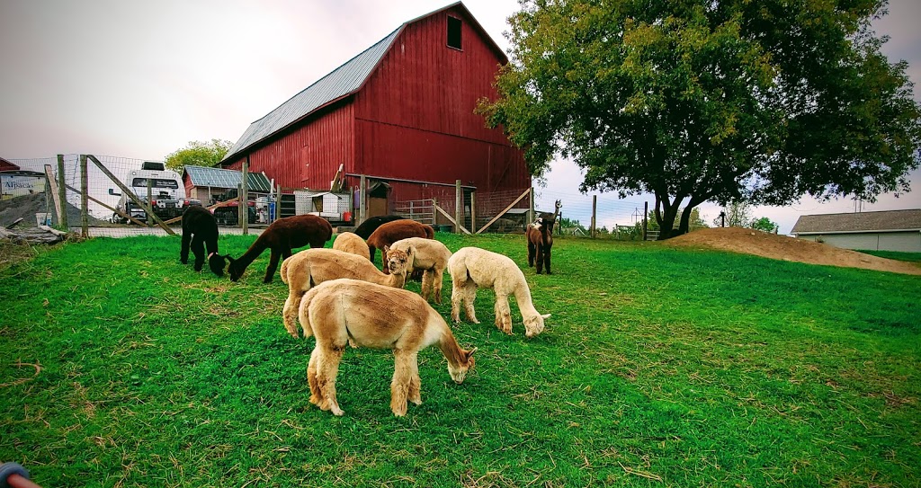 Thistle Creek Alpaca Farm | 1091 Ostrander Rd, East Aurora, NY 14052, USA | Phone: (716) 725-8238