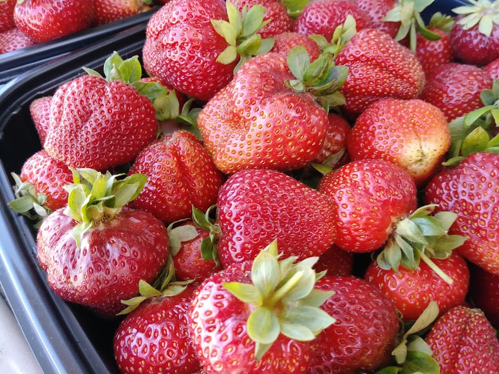 Boones Ferry Berry Farms | 19602 Boones Ferry Rd NE, Hubbard, OR 97032, USA | Phone: (503) 678-5871