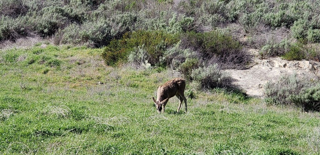 Aliso And Wood Canyons Wilderness Park Visitor Center | 28373 Alicia Pkwy, Laguna Niguel, CA 92677, USA | Phone: (949) 923-2200