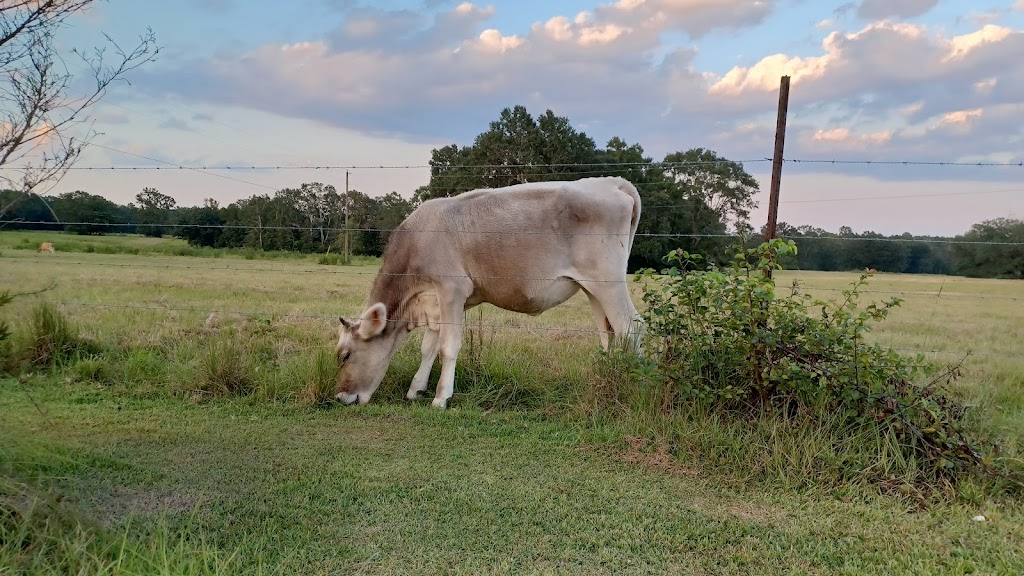 Iskcon of Gulf Coast Inc | 31492 Anner Rd, Carriere, MS 39426, USA | Phone: (601) 337-2224