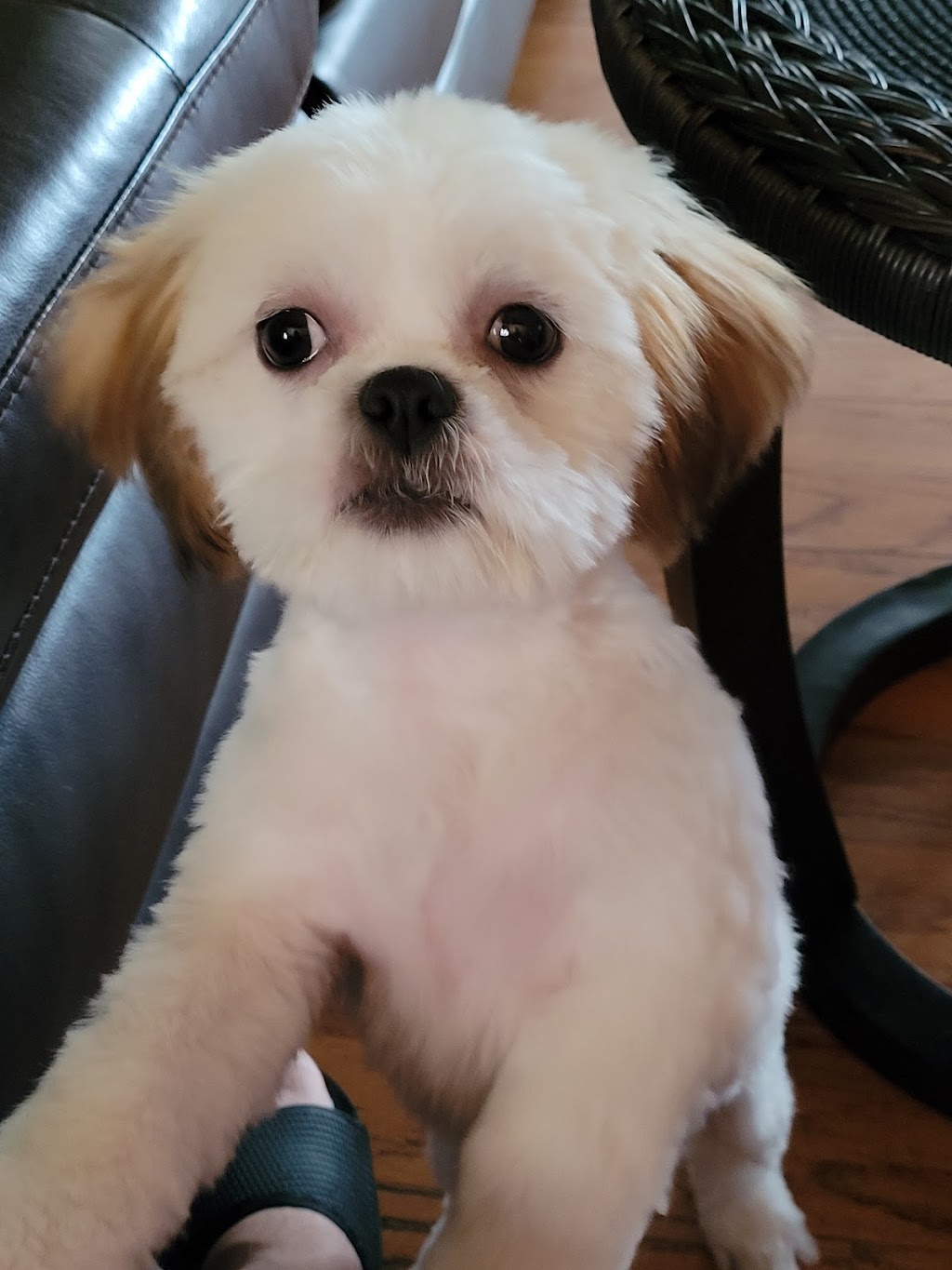 Doggie Bath House | 910 Deerfield Crossing Dr, Alpharetta, GA 30004, USA | Phone: (770) 802-5160