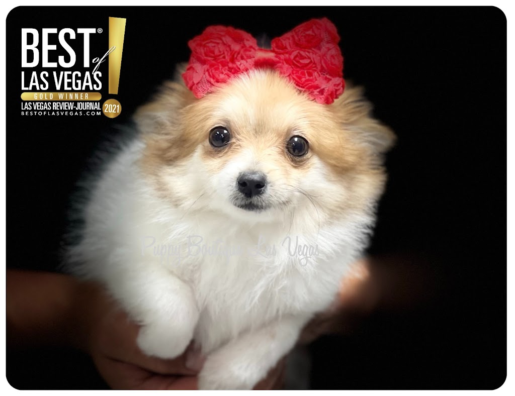 Puppy Boutique Las Vegas | 4343 N Rancho Dr #244, Las Vegas, NV 89130, USA | Phone: (702) 658-8820