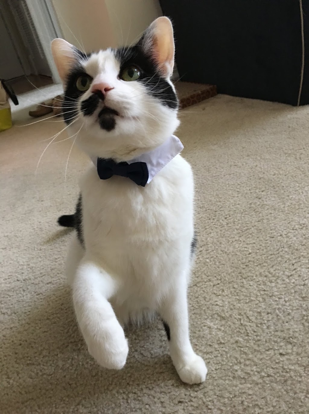 CVCA Cardiac Care For Pets | 13160 Magisterial Dr, Louisville, KY 40223, USA | Phone: (502) 410-0034