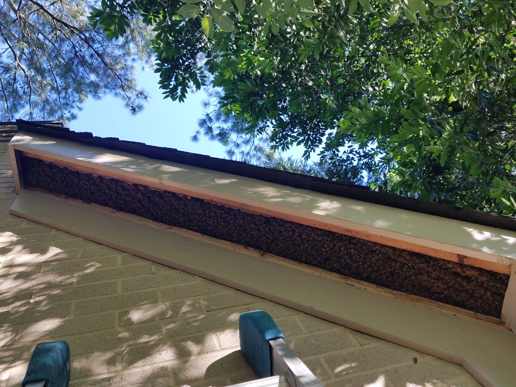 Southeast Bee Removal LLC | 477 Coastline Rd, Fayetteville, GA 30214 | Phone: (404) 594-2337