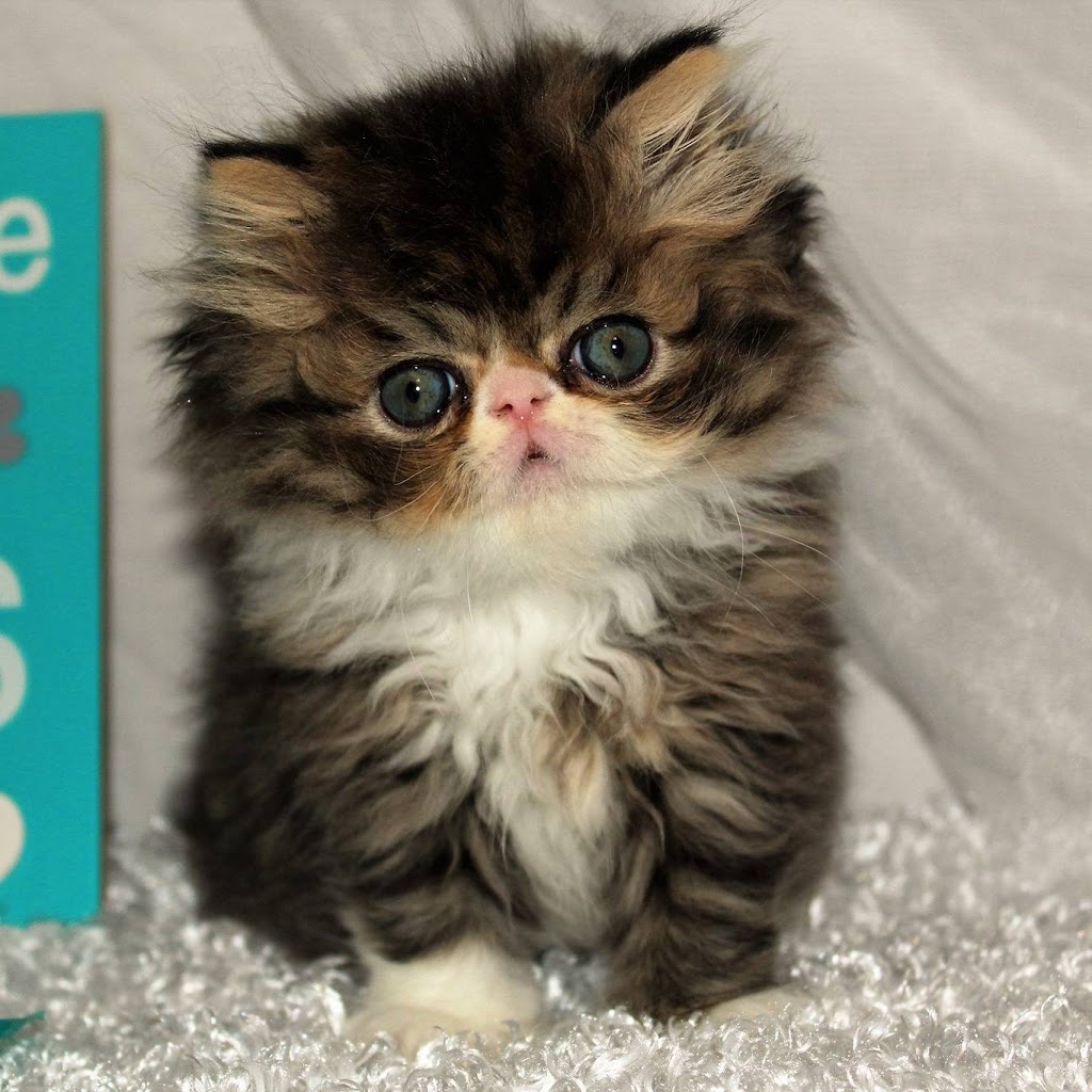 Kitty Cature Persian Cattery | McKinney, TX 75070, USA | Phone: (469) 288-0686