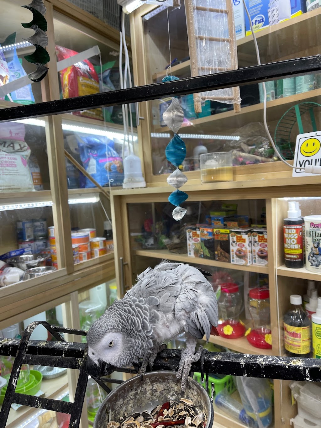 Quetzal Bird Shop | 1219 Cypress Ave, Los Angeles, CA 90065, USA | Phone: (323) 516-0098
