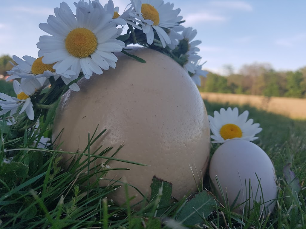 Ostrich Land Ontario | 8299 Concession 2 Rd, Caistor Centre, ON L0R 1E0, Canada | Phone: (647) 988-0841