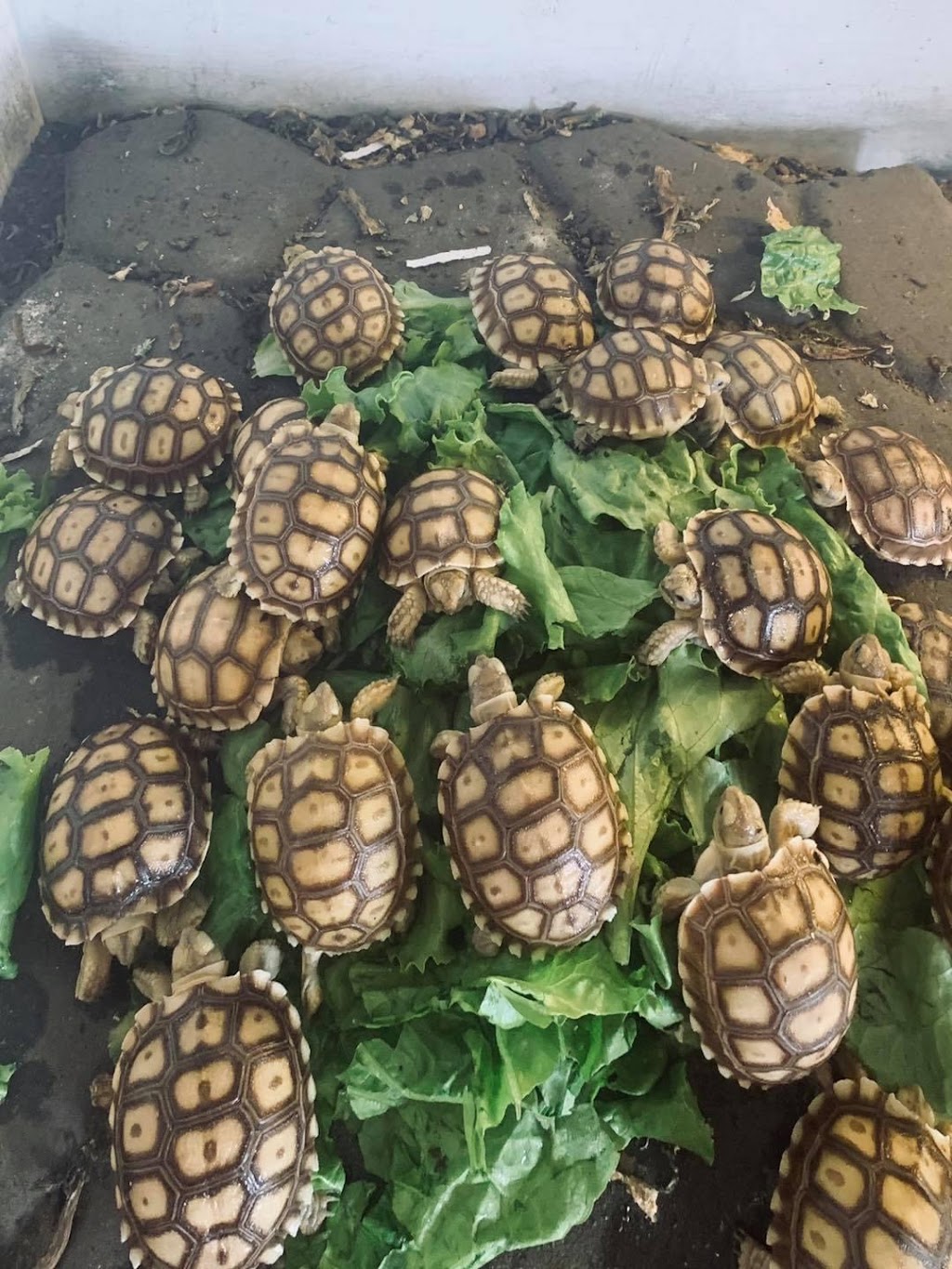 Wikels Sulcata Farm | 4583 N 435 Rd, Pryor, OK 74361, USA | Phone: (918) 290-0596