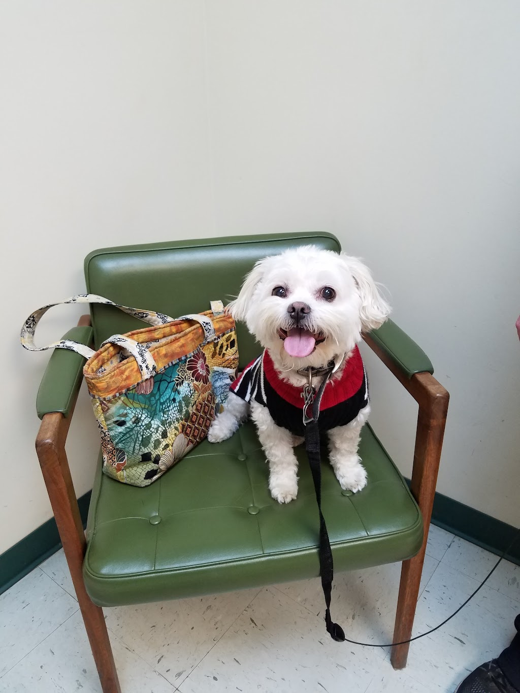 Conway Springs Veterinary Services | 430 N 5th St, Conway Springs, KS 67031, USA | Phone: (620) 456-2088