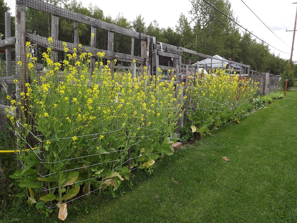 McPhee Community Gardens | McPhee Ave, Anchorage, AK 99501, USA | Phone: (907) 343-4474