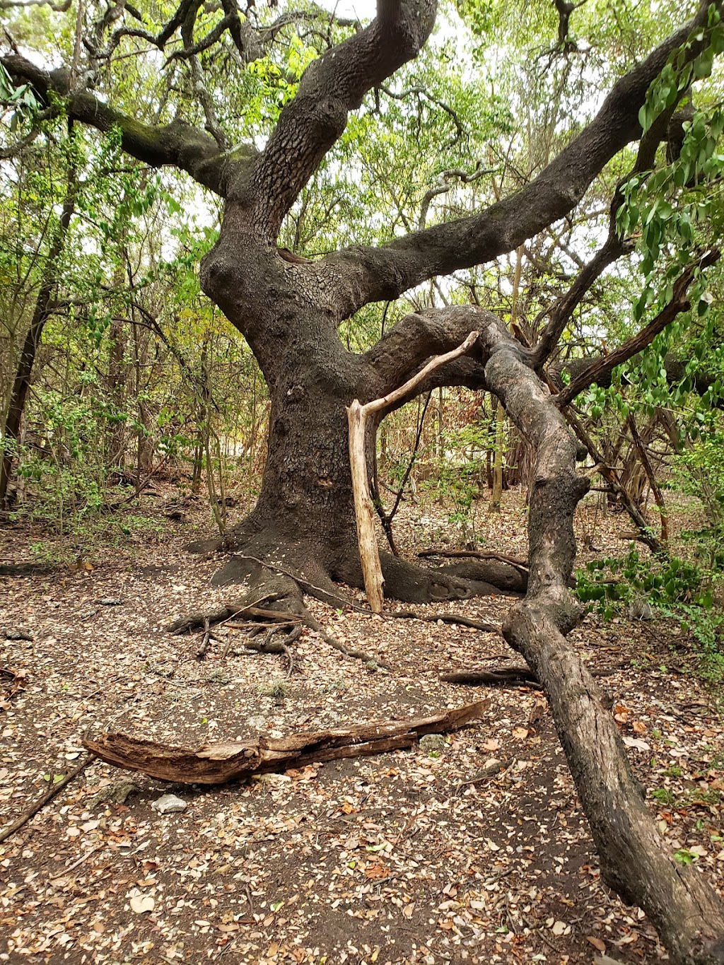 Legend Oaks Neighborhood Park | 7724 Escarpment Blvd, Austin, TX 78749, USA | Phone: (512) 974-6700