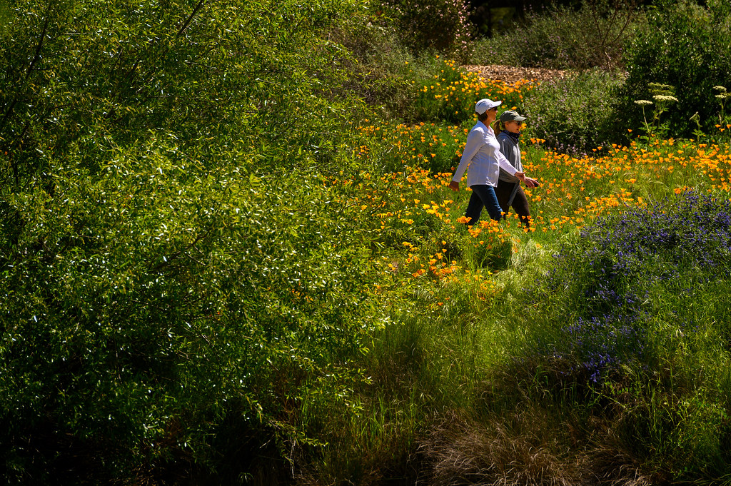 Mary Wattis Brown Garden of California Native Plants | Davis, CA 95616, USA | Phone: (530) 752-4880