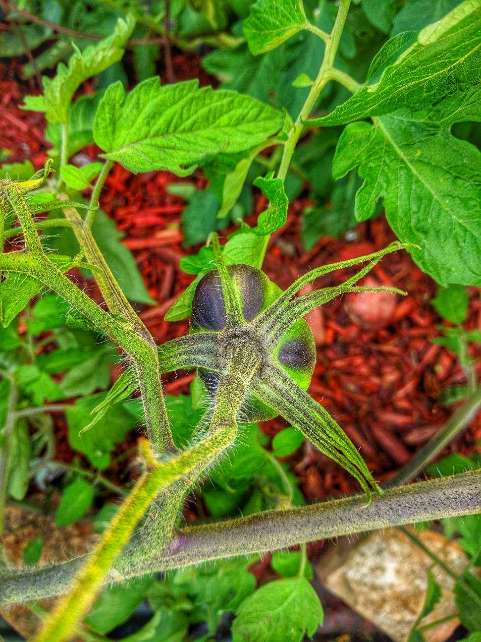 Campbell Hill community garden. | 119 S Pine St, Campbell Hill, IL 62916, USA | Phone: (618) 318-6664